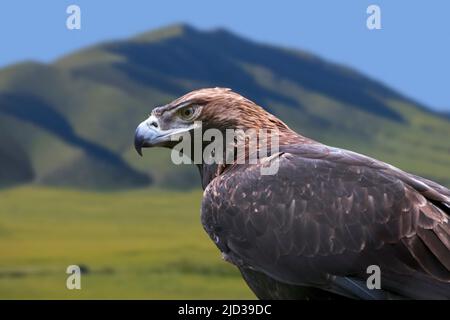 Östlicher Kaiseradler (Aquila heliaca), ein Greifvogel, der in Südosteuropa und weit über West- und Zentralasien brütet Stockfoto