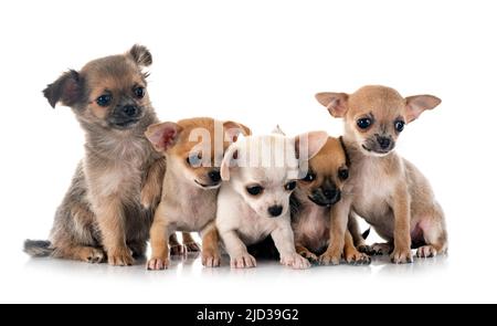 Wenig chihuahuas vor weißem Hintergrund Stockfoto