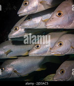 Schulschulmeister-Schnapper (Lutjanus apodus) auf dem Thunderdome-Tauchplatz vor der Insel Provodenciales, Turks- und Caicos-Inseln Stockfoto