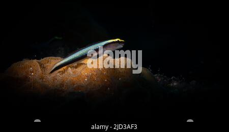 Sharknose Goby (Gobiosoma evelynae) auf dem Divesite mit dem Zauberpilz vor der Insel Provodenciales, Turks- und Caicos-Inseln Stockfoto