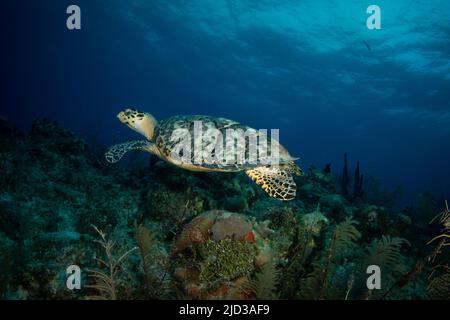 Hawksbill Turtle at Dawn auf dem G-Spot Divesite vor der Insel French Cay, Turks und Caicos Islands Stockfoto