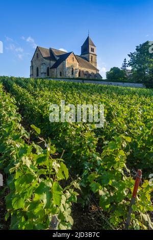 12. C Kirche von Sainte-Agathe und Champagnerweinreben in Villers-Allerand, Marne (51), Frankreich. Stockfoto