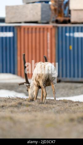 Caribou grast in Deadhorse Alaska Stockfoto