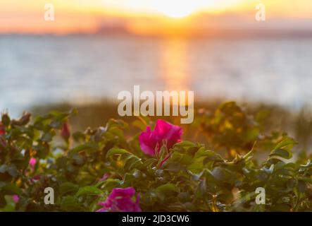 Natürlicher Hintergrund, Landschaftsfoto, Blüte wilder Hagebutten vor dem verschwommenen Hintergrund eines Sonnenuntergangs über dem Wasser Stockfoto