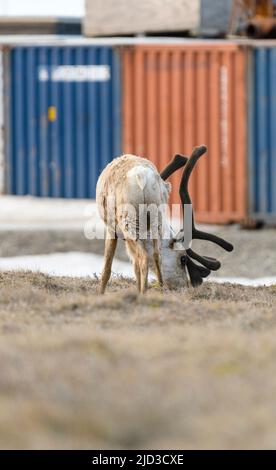 Caribou grast in Deadhorse Alaska Stockfoto