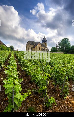 12. C Kirche von Sainte-Agathe und Champagnerweinreben in Villers-Allerand, Marne (51), Frankreich. Stockfoto