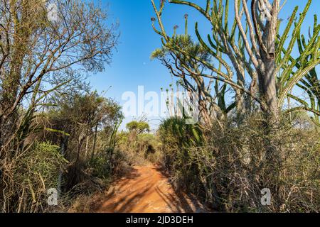 Madagaskar stachelige Dickichte im Berenty Reserve (Anosy), Madagaskar. 48 % der Gattungen und 95 % der plantes-Arten in dieser Region sind endemisch. Stockfoto