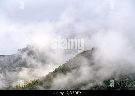 Regenwald im Ranomafana NP, östlichen Madagaskar. Stockfoto