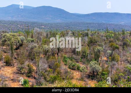 Madagaskar stachelige Dickichte in der Region Bevilany (Anosy), Madagaskar. 48 % der Gattungen und 95 % der plantes-Arten in dieser Region sind endemisch. Stockfoto