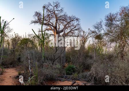 Madagaskar stachelige Dickichte im Berenty Reserve (Anosy), Madagaskar. 48 % der Gattungen und 95 % der plantes-Arten in dieser Region sind endemisch. Der Stockfoto