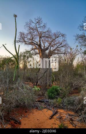 Madagaskar stachelige Dickichte im Berenty Reserve (Anosy), Madagaskar. 48 % der Gattungen und 95 % der plantes-Arten in dieser Region sind endemisch. Der Stockfoto