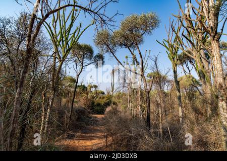 Madagaskar stachelige Dickichte im Berenty Reserve (Anosy), Madagaskar. 48 % der Gattungen und 95 % der plantes-Arten in dieser Region sind endemisch. Stockfoto