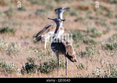 Porträt einer Kori-Trappe, die auf offenen Ebenen von Etosha geht; Ardeotis kori Stockfoto