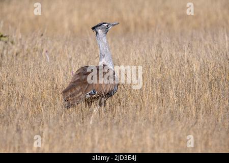 Porträt einer Kori-Trappe, die auf offenen Ebenen von Etosha geht; Ardeotis kori Stockfoto