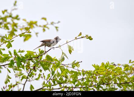 Gemeinsame Whitethroat Stockfoto