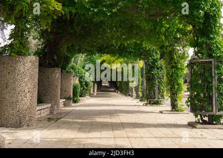 Lange schöne Gasse mit Baumbögen Stockfoto