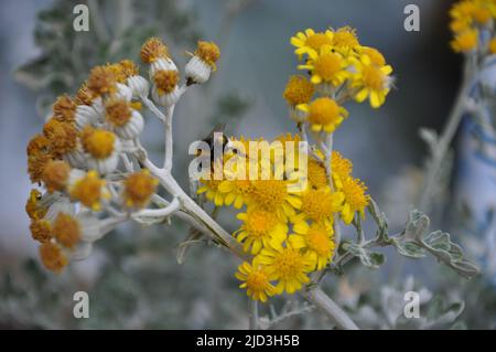 Hummel genießt das Silberragwort (jacobaea maritima).Biene thront auf einer gelben Blume mit grünem Blatthintergrund Stockfoto