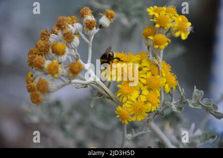 Hummel genießt das Silberragwort (jacobaea maritima).Biene thront auf einer gelben Blume mit grünem Blatthintergrund Stockfoto