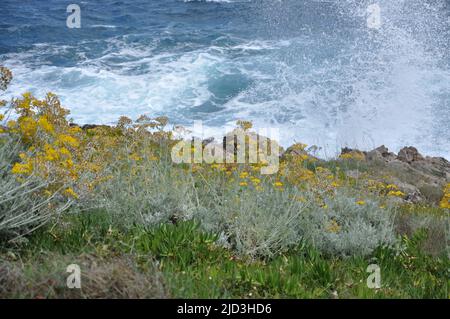 Meereswellen, die in die felsige Küste in Mali Losinj, Kroatien, einstürzen. Gelbe Blume Silberes Ragwort (jacobaea maritima). Adria planscht auf dem c. Stockfoto