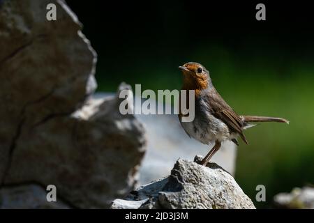 Europäischer Rotkehlchen (Erithacus rubecula), europäischer Grünfink (Chloris chloris), Nationalpark Notranjska, Slowenien. Stockfoto