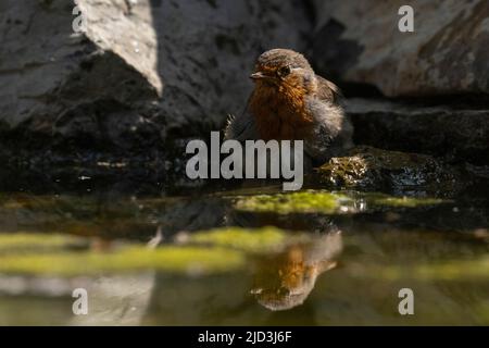 Europäischer Rotkehlchen (Erithacus rubecula), europäischer Grünfink (Chloris chloris), Nationalpark Notranjska, Slowenien. Stockfoto