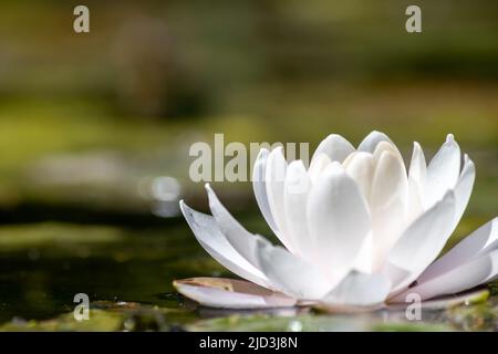 Tropische wunderschöne Seerose in vollem Schlag auf einer ruhigen Wasseroberfläche mit klaren und meditativen Reflexionen zeigt Zen-Meditation und buddhismus Stockfoto