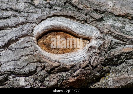 Baumrinde mit feinen natürlichen Strukturen und Patina aus rauer Baumrinde als natürlichen und ökologischen Hintergrund zeigt eine schöne in grauen Farbtönen Stockfoto