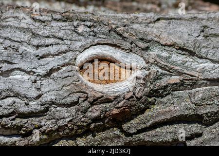 Baumrinde mit feinen natürlichen Strukturen und Patina aus rauer Baumrinde als natürlichen und ökologischen Hintergrund zeigt eine schöne in grauen Farbtönen Stockfoto