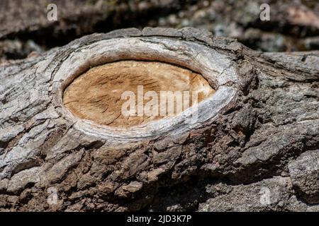 Baumrinde mit feinen natürlichen Strukturen und Patina aus rauer Baumrinde als natürlichen und ökologischen Hintergrund zeigt eine schöne in grauen Farbtönen Stockfoto