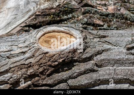 Baumrinde mit feinen natürlichen Strukturen und Patina aus rauer Baumrinde als natürlichen und ökologischen Hintergrund zeigt eine schöne in grauen Farbtönen Stockfoto