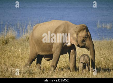 Indische Elefantenmutter und Kalb (Elephas maximus) bei Dhikala. Jim-Corbett-Nationalpark, Indien Stockfoto