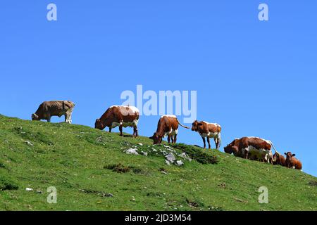 Kühe grasen an einem sonnigen Tag auf einem Hügel mit blauem Himmel im Hintergrund, Österreich, Europa Stockfoto