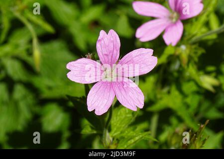 Nahaufnahme der rosa Blume der Geranium endressii. Familie Geraniaceae verschwommener holländischer Garten auf dem Hintergrund, Juni. Stockfoto