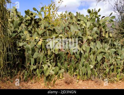 Opuntia stricta aus Engaruka, Tansania (2006). Diese invasive Kaktusart stellt in Tansania und anderen ostafrikanischen Ländern ein großes Problem dar. It Stockfoto