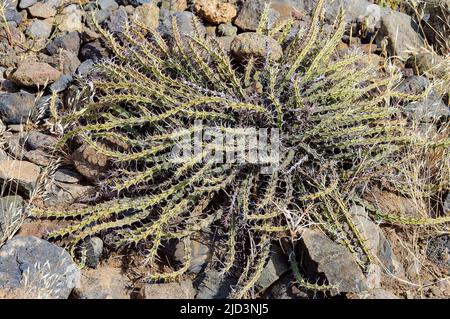 Die Qualle (Möglicherweise E. unligiana) aus Engaruka, Tansania. Stockfoto