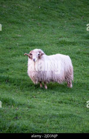 Ausgewachsenes männliches Schaf mit noch nicht geschorener Wolle, weißer Widder auf einer grünen Wiese, mit reichlich weißer Wolle und großen gerollten Hörnern mit Kopierraum, vertikal Stockfoto