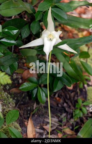 Darwins Orchidee (Angraecum sesquipedale) aus dem Palmarium Reserve (Ampanakary, Atsinanana), östlichen Madagaskar. Stockfoto