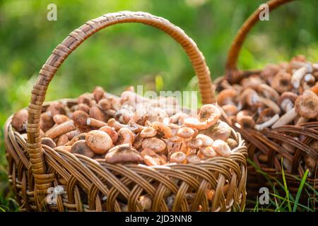 Pilze im Korb. Köstliche frisch gepflückte Wildpilze aus dem heimischen Wald, Pilze in einem Weidenkorb auf einem grünen Gras. Korbkorb Stockfoto