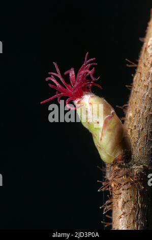 Weibliche Blüte der Hasel (corylus avellana) aus hidra, Südwestnorwegen Anfang März. Stockfoto