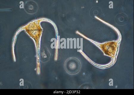 Planktonische Dinoflagellate der Gattung Ceratium aus Küstengewässern südwestnorwegens. Stockfoto
