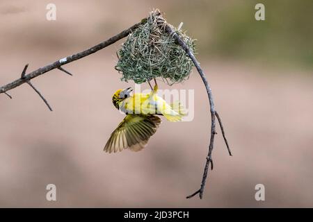 Dorfweber (Ploceus cucucullatus) baut Nest. Zimanga, Südafrika. Stockfoto