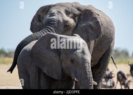 Im namibischen Etosha-Nationalpark wickelt ein Elefant seinen Rüssel schützend über seinen Babyelefanten Stockfoto