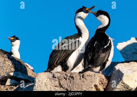 Paar antarktische Kormorane ((Phalacrocorax bransfieldensis) an ihrem Brutplatz bei Hydrurga Rocks, Antarktis. Stockfoto