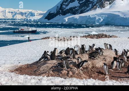 Kolonie von Gentoo-Pinguinen (Pygoscelis papua) mit Blick auf Neko Harbour in Andvord Bay, Antarktis. Das Expeditionsschiff Polar Pioneer liegt im Backgr Stockfoto