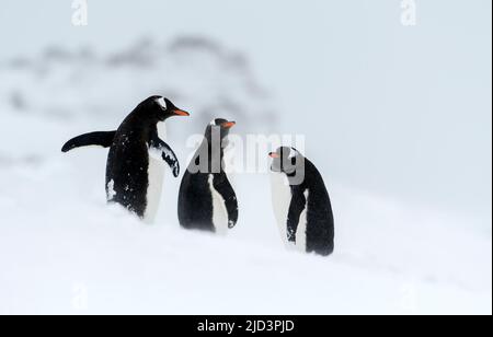 Ggentoo-Pinguine (Pycoscelis papua) auf Penguin Island, South Shetland Islands, Antarktis Stockfoto
