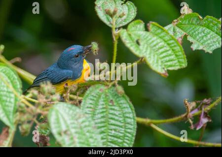 Orangenbauchspecht (Dicaeum trigonostigma) aus Danum Valley, Sabah, Borneo. Stockfoto