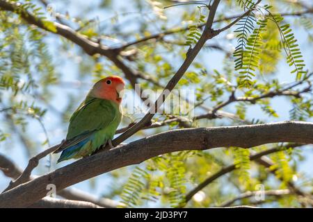 Rosy-gesichtige Liebesvogel (Agapornis roseicollis). Foto aus Phoenix, Arizona (USA), wo eine Population aus entflohenen gefesselten Vögeln war Stockfoto