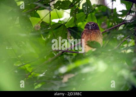 Ockerbauchbuch (Ninox-Ochracea) aus dem Tangkoko-Nationalpark im Norden von Sulawesi, Indonesien. Stockfoto