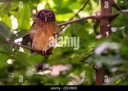 Ockerbauchbuch (Ninox-Ochracea) aus dem Tangkoko-Nationalpark im Norden von Sulawesi, Indonesien. Stockfoto