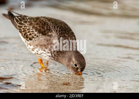 Purple Sandpiper (Calidris maritima) füttert im April in Revtangen im Südwesten Norwegens. Stockfoto